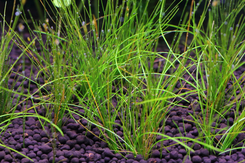 植栽から9日目　ヘアーグラスショート